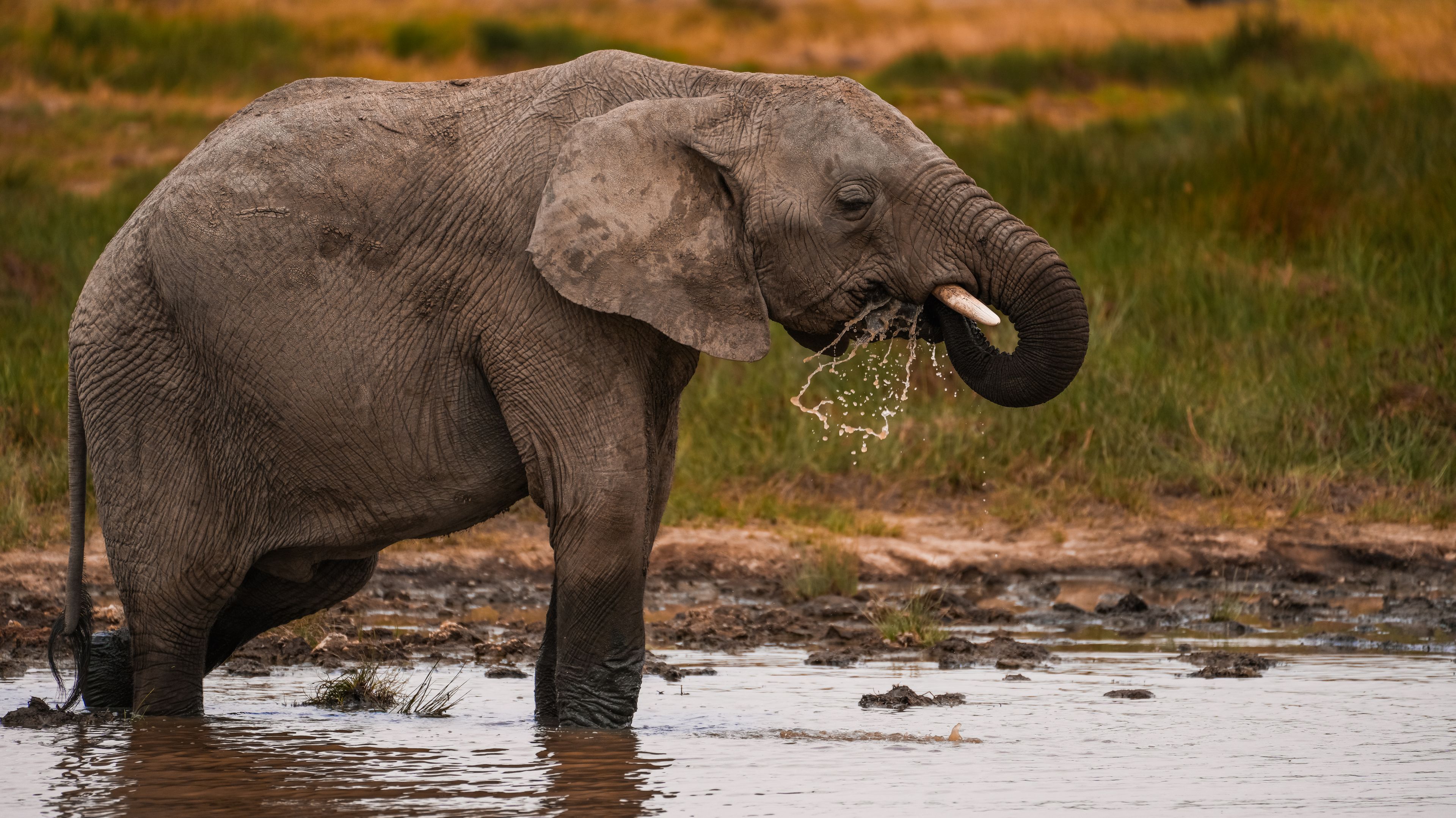 African elephant drinking at a watering hole